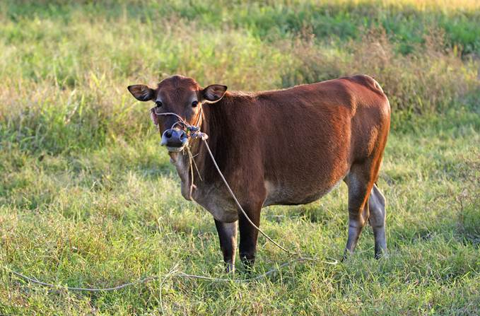 生肖牛和生肖狗属相配吗?生肖牛和生肖狗婚姻是否相配?-风水八字同城网